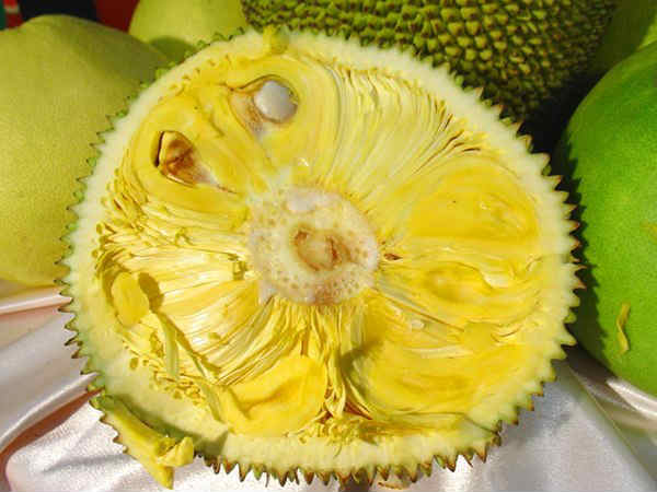 ചക്ക മാഹാത്മ്യം