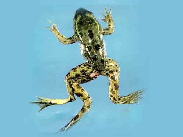 വരള്ച്ചയില്
