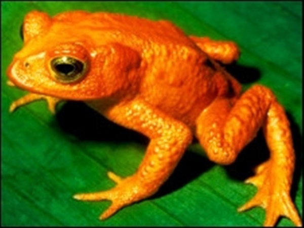 പൂജ