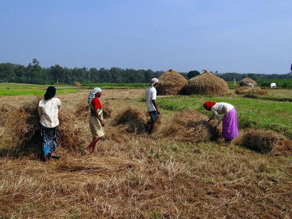 വിളവെടുപ്പുകാലത്തെ ആക്രമണങ്ങള്