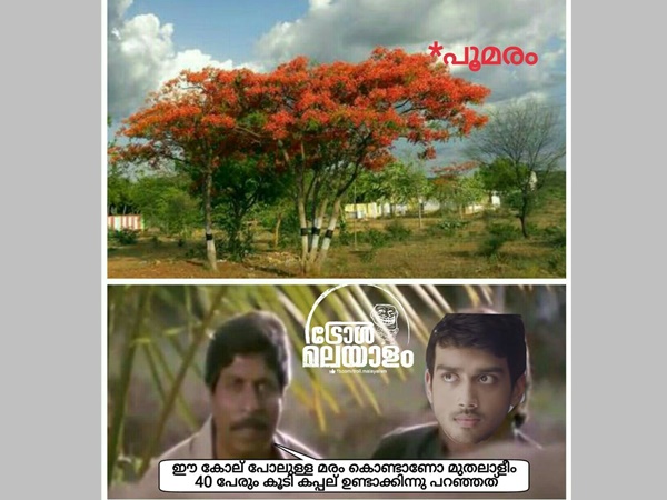 ഈ കോല് പോലുളള മരം