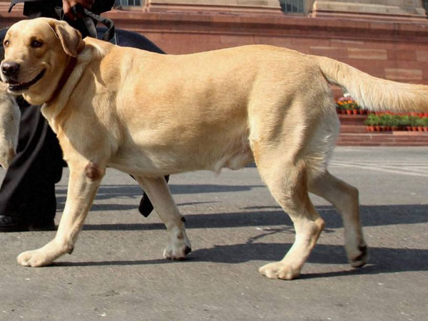പ്രതീകാത്മക സമരം
