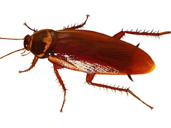 കൂറകളെ ഭയമാണ്