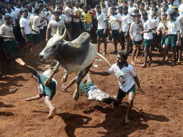 ജേഴ്സി പശുക്കളാണ് വിഷയം