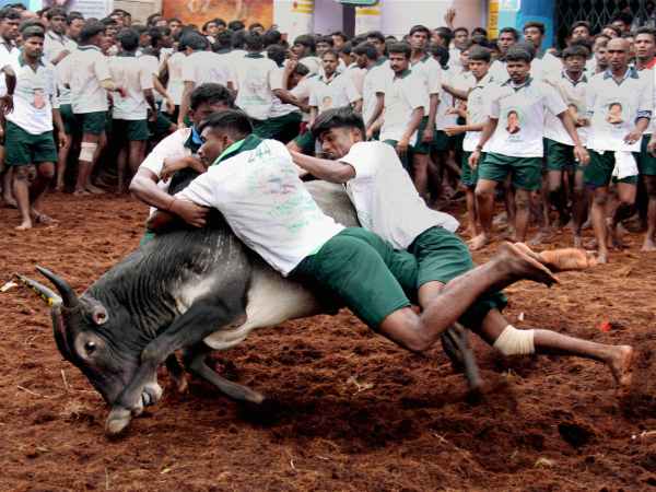 ദിനോസറും പശുക്കളും