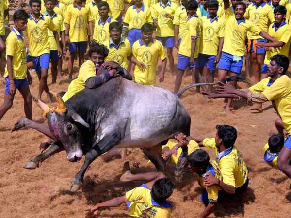 ജെല്ലിക്കെട്ടുമായി ബന്ധമില്ല