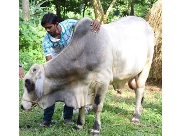 എത്ര കാളകള്... എത്ര പശുക്കള്!!!