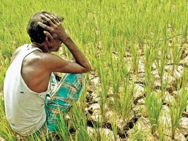 കർഷകർക്ക് വില്ലനായത് കാലാവസ്ഥ