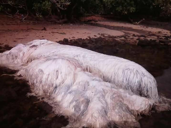 പ്രദേശങ്ങളില് എത്തുന്നത്