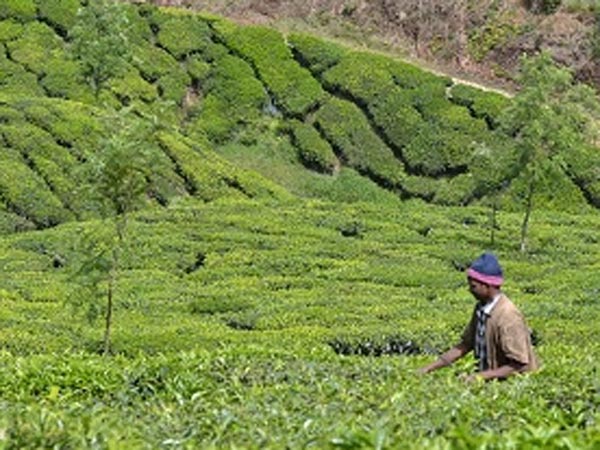 പുലിപ്പേടിയിൽ ജീവിതം