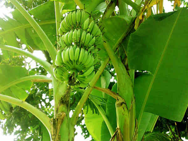 തൊണ്ടിമുതൽ കിട്ടി