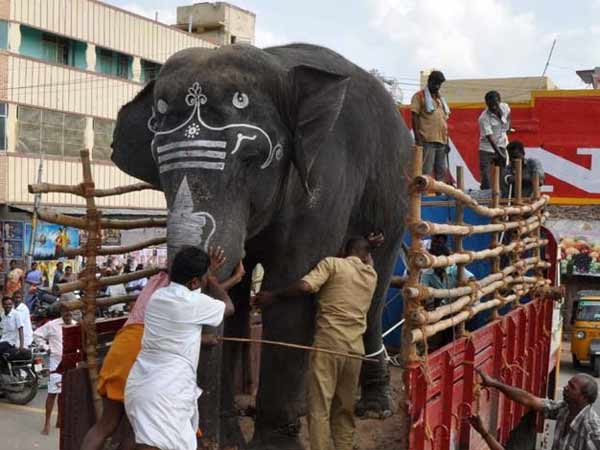 ഒരു തെരുവ് നായ