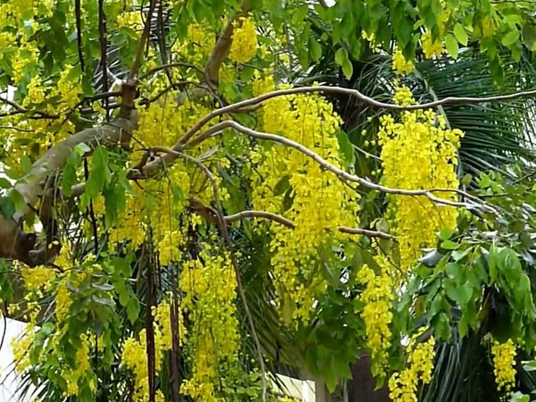 കണിക്കൊന്നയ്ക്ക് പിന്നിൽ