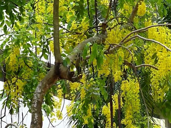കൃഷ്ണഭക്തിയും കണിക്കൊന്നയും
