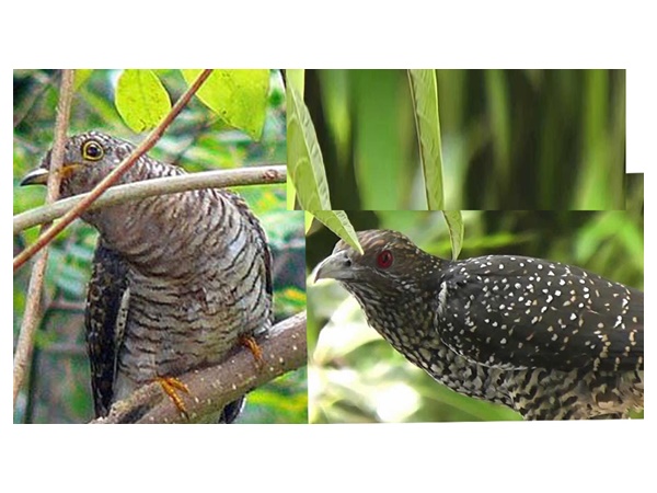 വിഷുപ്പക്ഷി