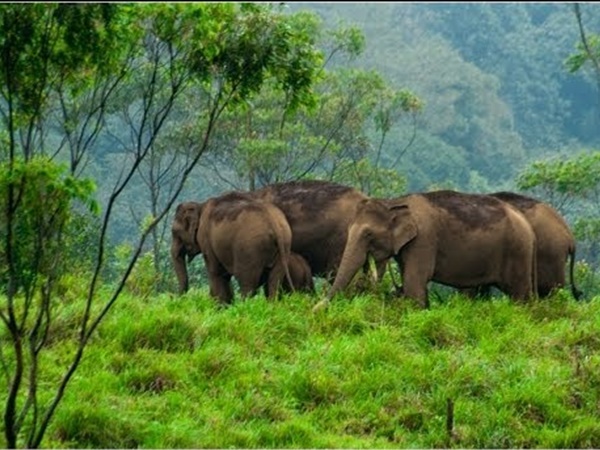 കാഴ്ചയൊരുക്കി ഗവി