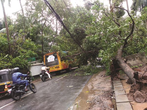 ചാലക്കുടിയില് കാര്ഷിക വിളകള് നശിച്ചു