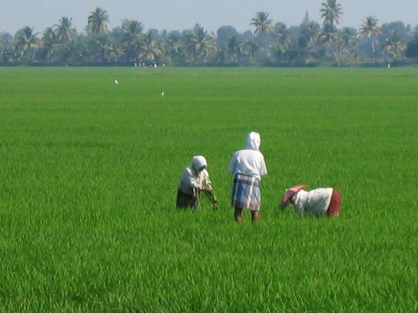 കൃഷി നാശം വ്യാപകം; 14.24 കോടിയുടെ നഷ്ടം
