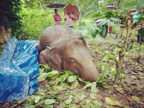 elephantdeath- elephantdeath-