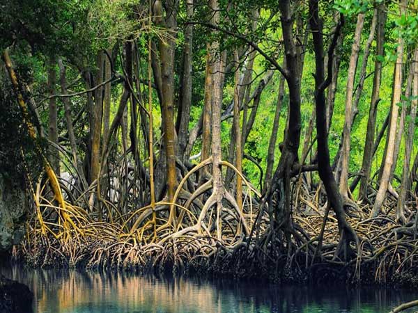 ആമസോണ് മഴക്കാടുകള്