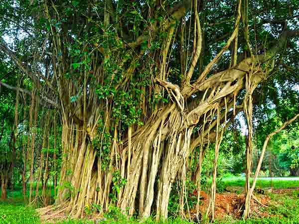 ആൽമരവും ഓസോണും