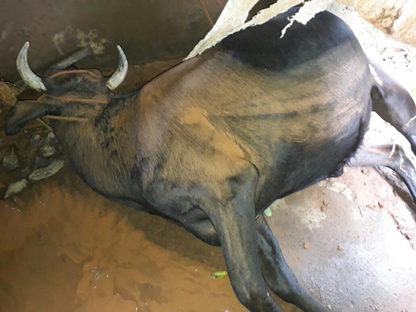 അഴിച്ചുവിട്ടിരുന്നെങ്കില്