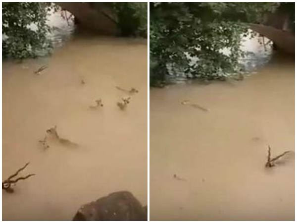 ഒഴുകിപ്പോകുന്ന മാനുകൾ