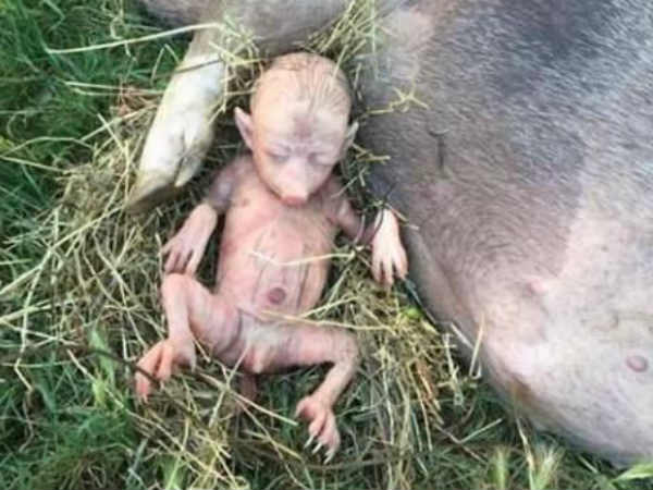 അന്യഗ്രഹ ജീവി