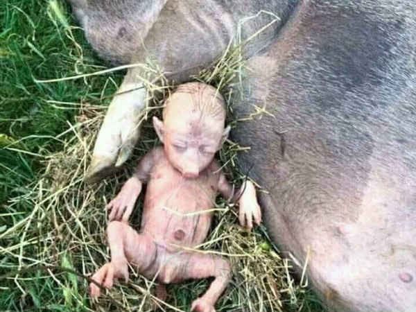 കുബുദ്ധികള് ചെയ്തത്