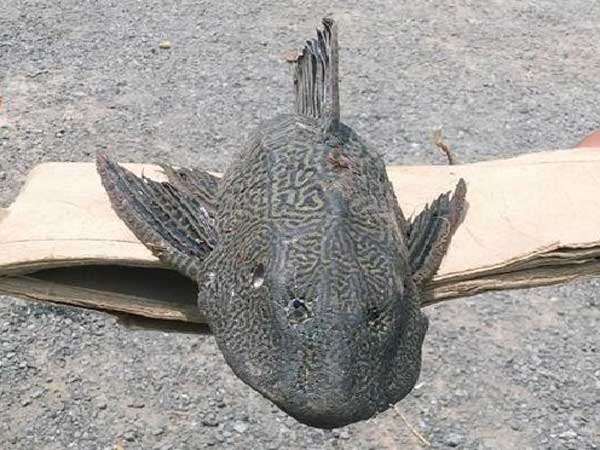 ആളെ കൊല്ലി പിരാന