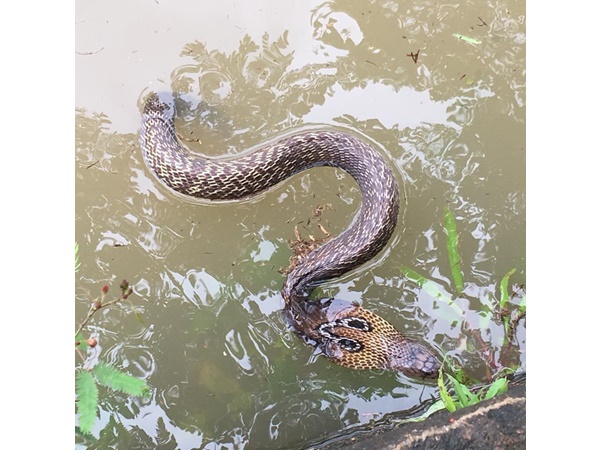 പുതിയ സംഭവം അല്ല