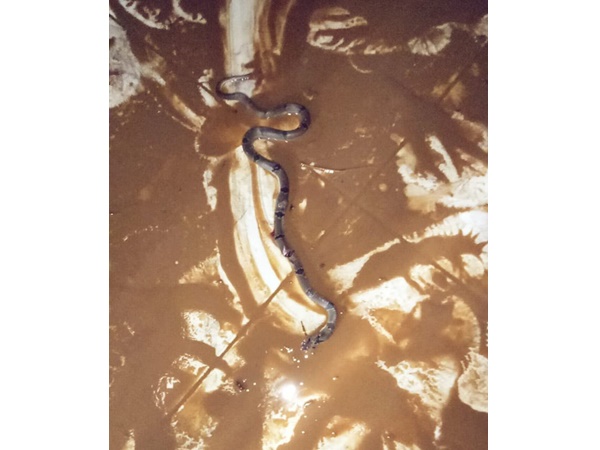 പ്രളയ ജലത്തില്