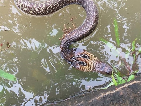 പാമ്പിന്റെ വിഷം
