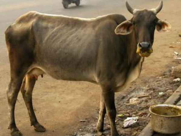 ഗോസംരക്ഷണം