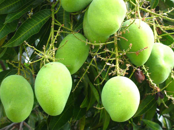 കൂട്ടത്തോടെ