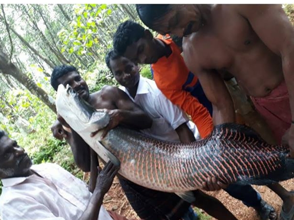 ഫാമുകളില്