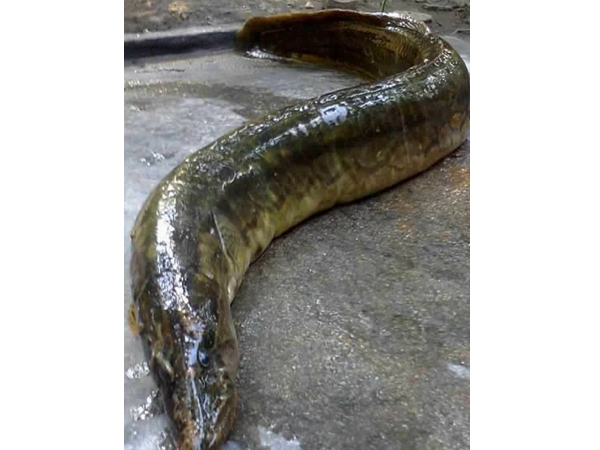 ആഫ്രിക്കന് മുഷികള്