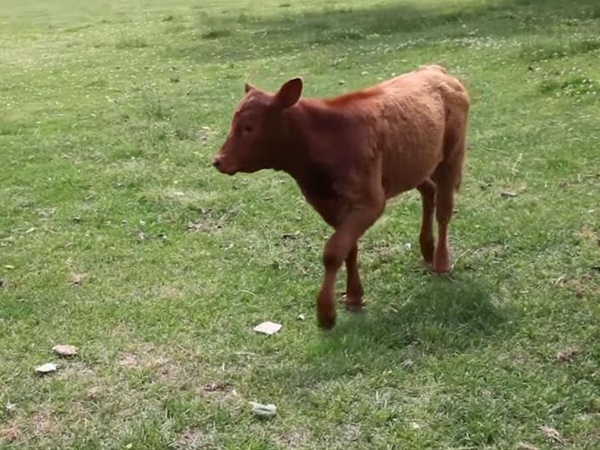 മൂന്നാം ക്ഷേത്രം