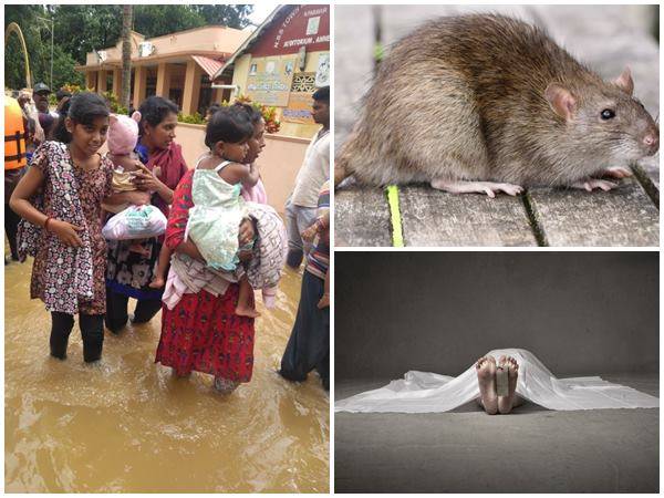 ratfever ratfever