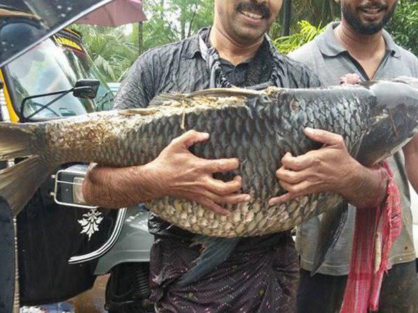 വലകള് കടിച്ചു കീറുന്നു