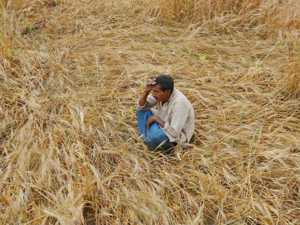 ഒരു കിലോയ്ക്ക് വില 20 പൈസ