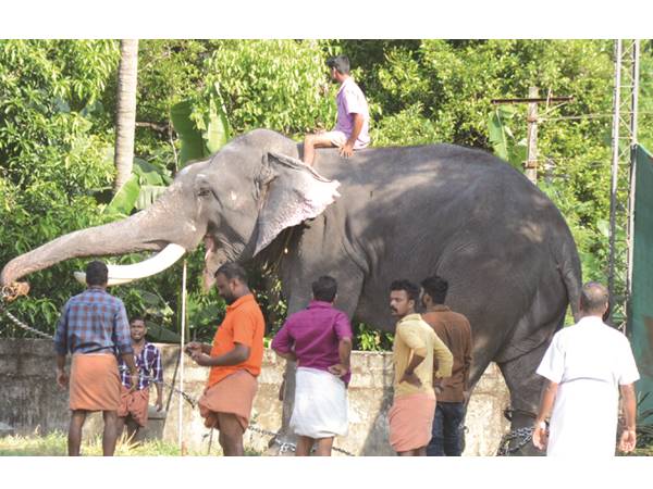 രണ്ടാം പാപ്പാന് രക്ഷപ്പെട്ടു