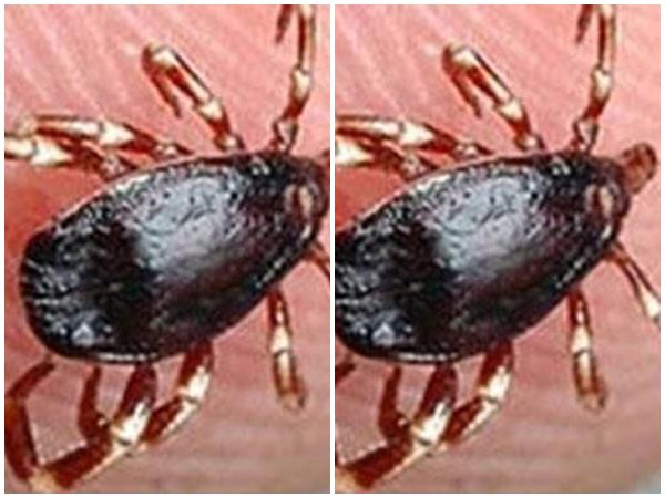 പനി മാറിയോ എന്ന് പരിശോധന