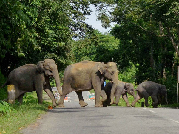 ആനകളെ കര്ണാടകത്തില് നിന്ന്