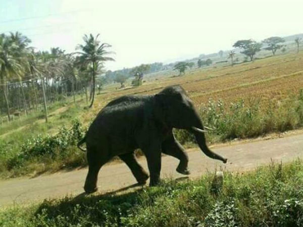 താല്ക്കാലിക ആനപ്പന്തി