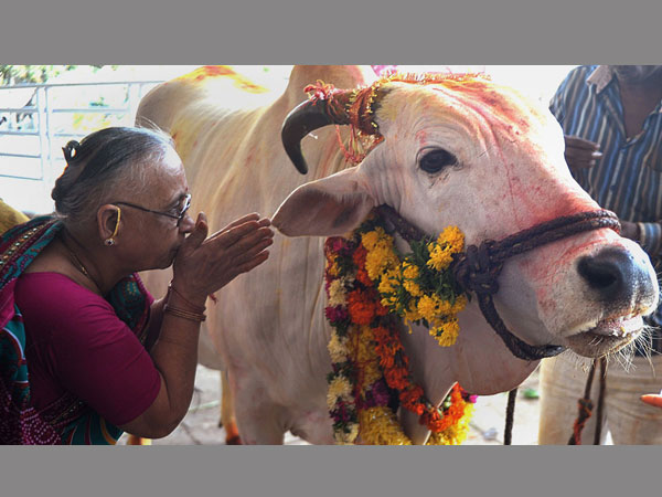 പശുക്കളെ വധിച്ചെന്നാരോപിച്ച്