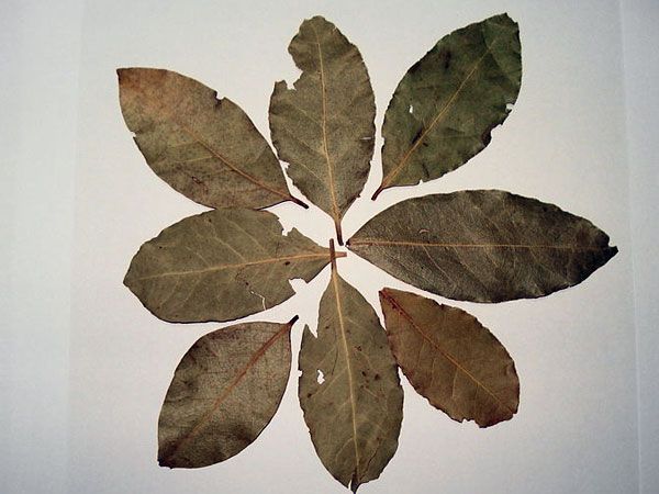 കാപ്പി കുടുംബം