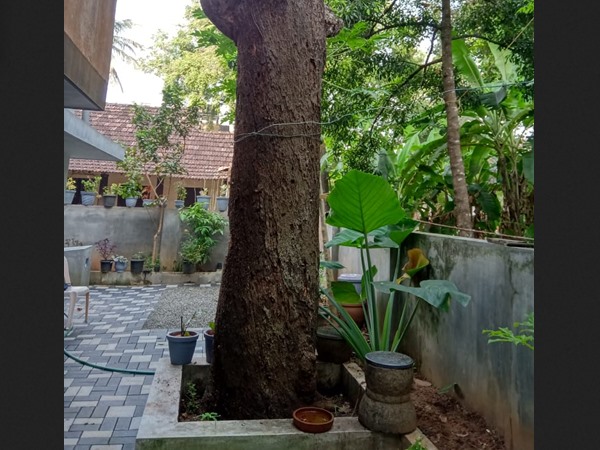 ഇതാണാ അങ്കണത്തെമാവ്