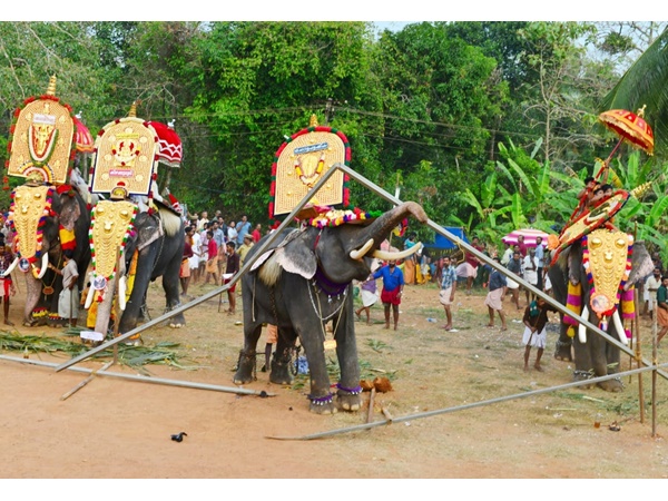 ചിറ്റഞ്ഞൂര് കാവിലക്കാട് പൂരത്തിനിടെ ആനയിടഞ്ഞു