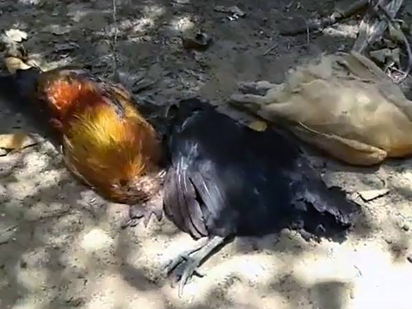തീരദേശമേഖലയില് കോഴികള് ചത്തൊടുങ്ങുന്നു